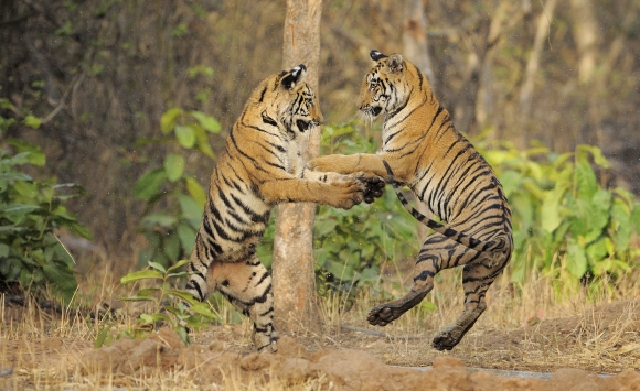 Tigers in the Tadoba-Andhari Reserve