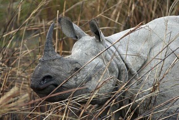 39 rhinos killed in 10 months in Kaziranga Park