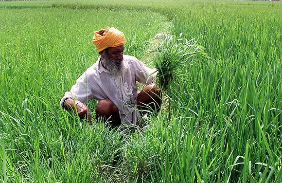 Refreshing green fields on the way to Amritsar.