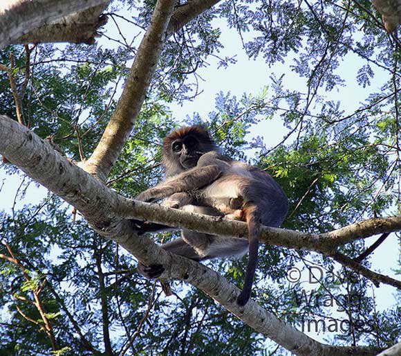 Rare photos: Gorillas, lemurs on the brink of extinction
