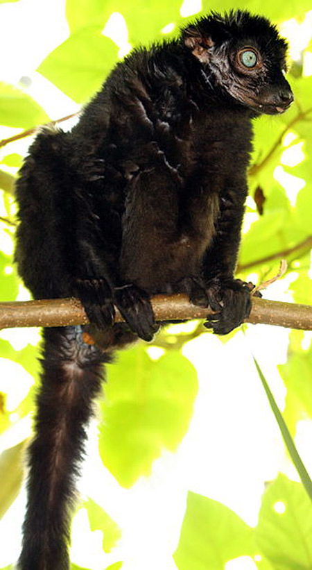 Rare photos: Gorillas, lemurs on the brink of extinction