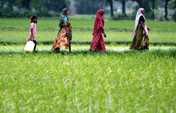 Indians walk through a paddy field in Bhat near Ahmedabad