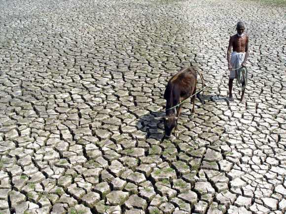 A farmer walks with his hungry cow through a parched paddy field