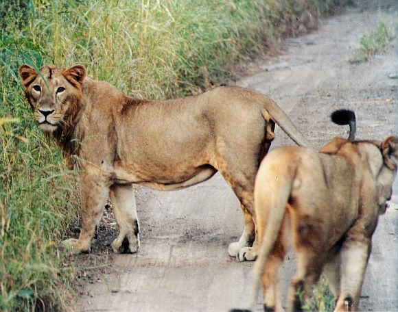 Gujarat's lions will go to Madhya Pradesh