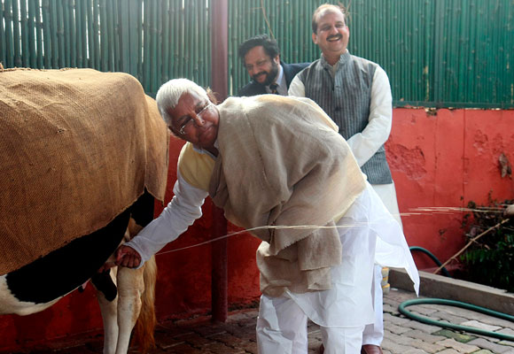 Former Bihar chief minister Lalu Prasad Yadav milks a cow at his home in Delhi