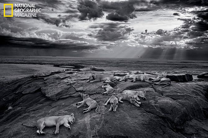 In PHOTOS: The majestic Serengeti lion