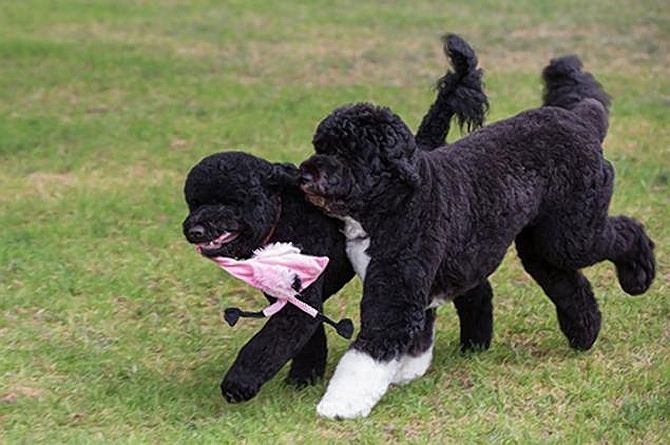 Sunny (left) plays with Bo at the White House lawns