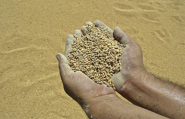 A worker displays rotten wheat grains at a godown on the outskirts of Amritsar in the northern Indian state of Punjab