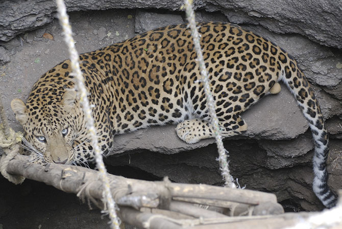 Ajoba in the well he fell into while chasing a dog -- a common occurrence -- in Ahmednagar, Maharashtra. If trapped leopards are just allowed to escape, attacks on humans are fewer, scientists like Vidya Athreya say.