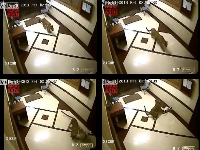 Video-grab of CCTV footage from a suburban Mumbai apartment. The leopard hunts a dog sleeping on the ground-floor staircase
