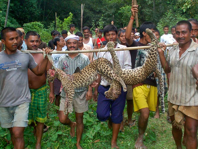 Villagers carry the bodies of two leopard cubs beaten to death -- because they were seen in a village --  in Sivasagar district, Assam, September 29, 2012.