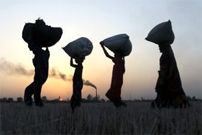 Labourers carry harvest on outskirts of Ahmedabad