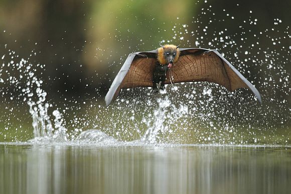 Fly-by drinking
