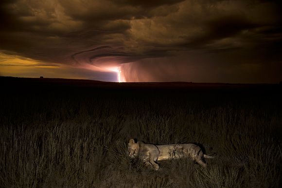 Lion by lightning