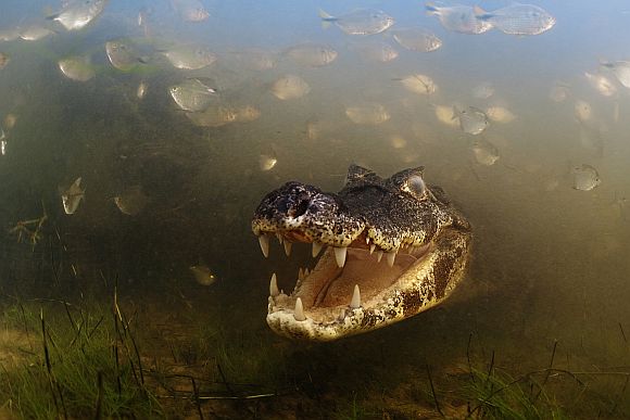 Into the mouth of the caiman