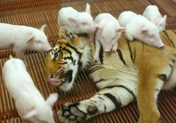 Amazing PIX! Rabbits have tiger cubs as playmates