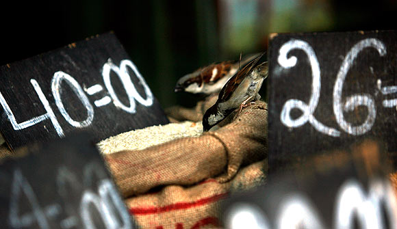 Sparrows in a grain shop in Mumbai