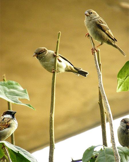 World sparrow day