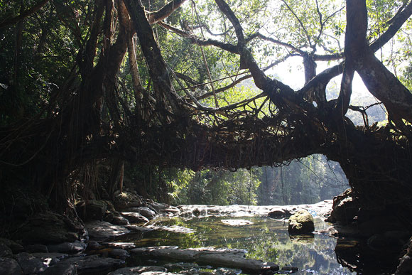 The famous bridge made of roots in neighbouring Riwai village.