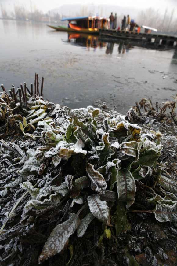 Plants on the banks of the Dal Lake are covered in frost