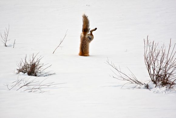 Honorable Mention: Red Fox catching mouse under snow