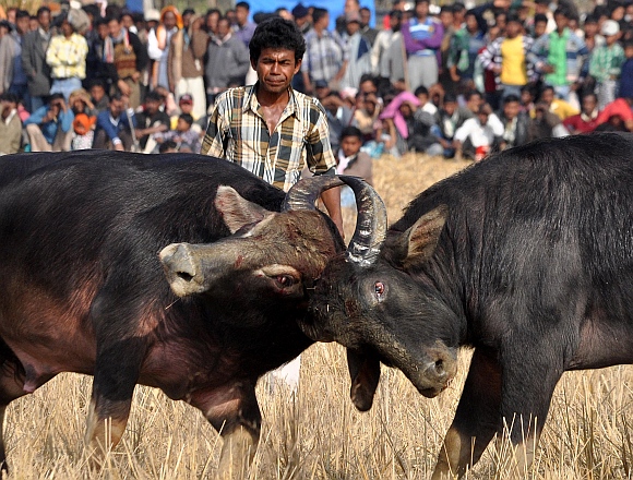 A bull handler looks on as a pair of buffalos lock horns during a traditional fight on at Ahotguri
