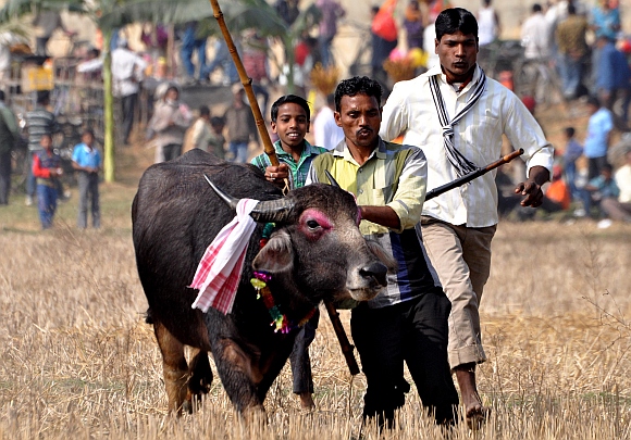 People lead a buffalo for the traditional buffalo fight competition as part of festivities of the Assamese Magh Bihu festival in Ahotguri