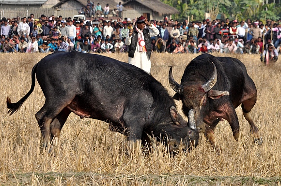 A pair of buffalos lock horns during a traditional buffalo fight