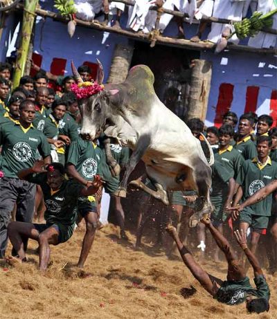 Villagers trying to control a bull during a Jallikattu round last year
