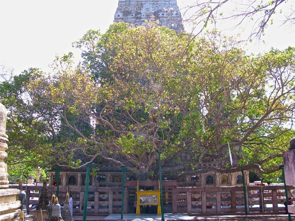 The Bodh Gaya temple premises
