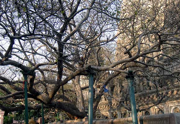 The Mahabodhi tree and temple draw pilgrims from different countries 