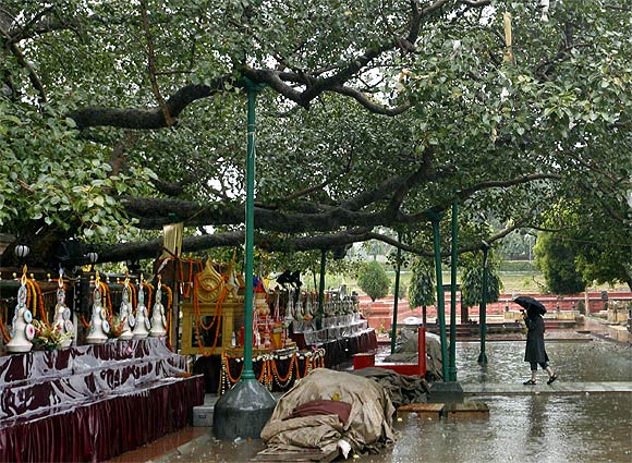 A pilgrim walks under Lord Buddha's holy tree at the Mahabodhi temple compound