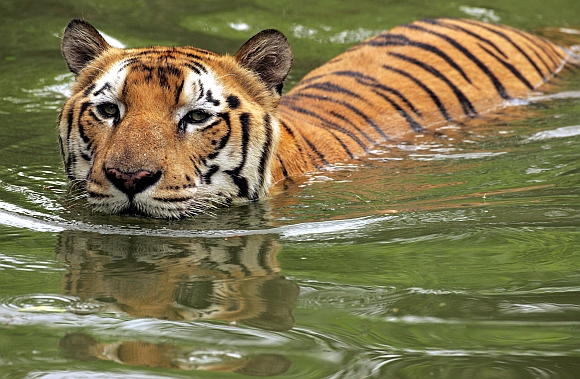 Tiger deaths at Corbett: Dark twist to a bright tale - Rediff.com News