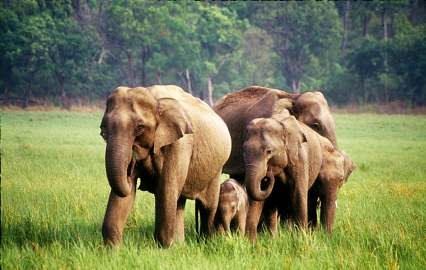 Five elephants were poached one after another in the reserve