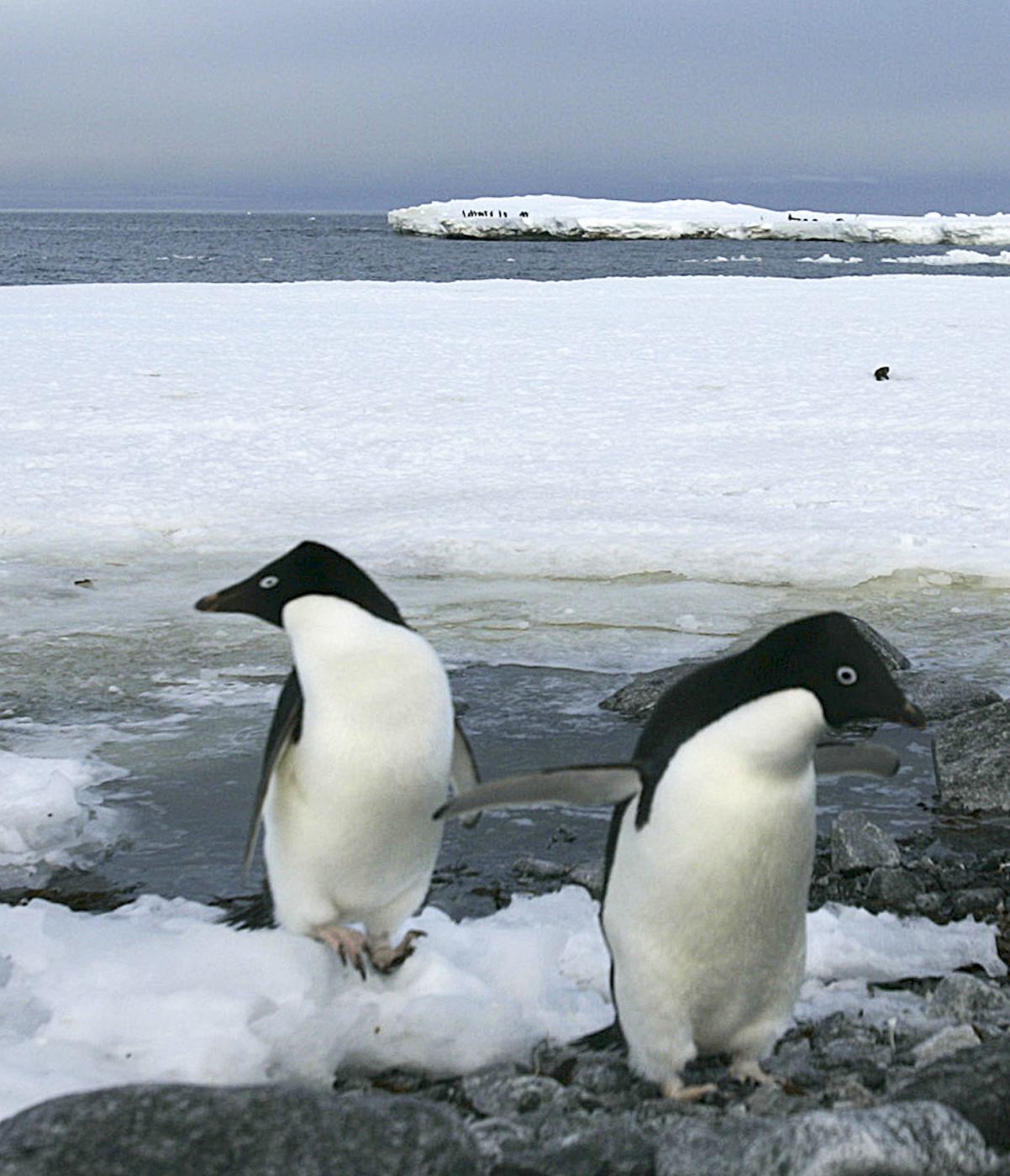 Two Adelie penguins rest on the shores of Commonwealth Bay in Antarctica 