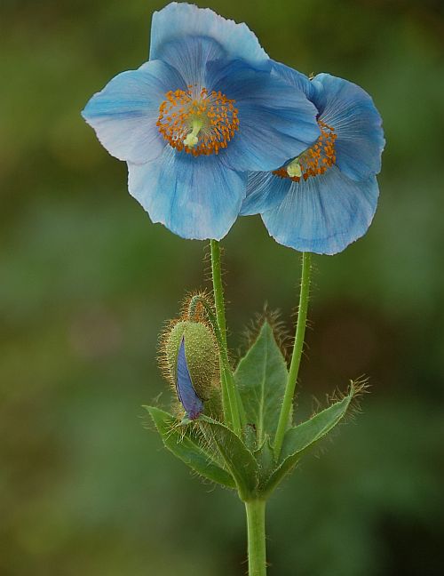 The Himalayan poppy, one of the rare plants that were washed away