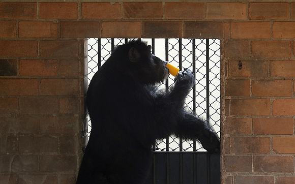 A chimpanzee eats an ice cream during a hot summer day at Rio de Janeiro's zoo