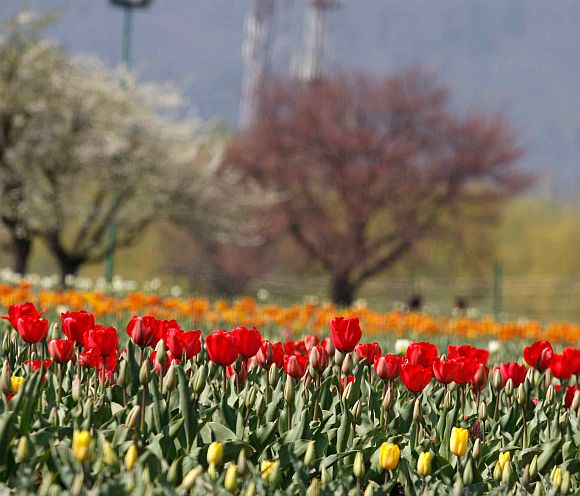 Inside Asia's largest tulip garden