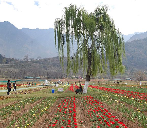 Inside Kashmir's breathtaking tulip garden