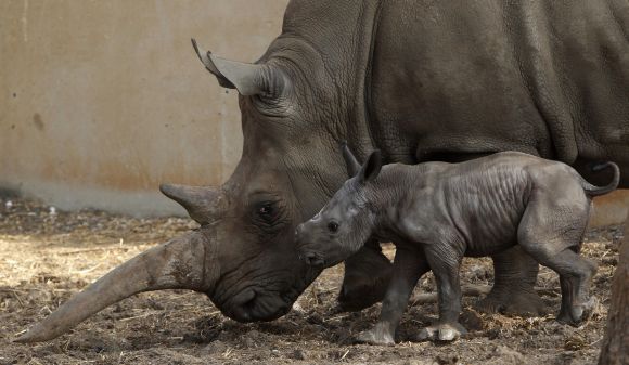 Tanda, a white rhinoceros, grazes with her one-day old calf at the Ramat Gan safari near Tel Aviv