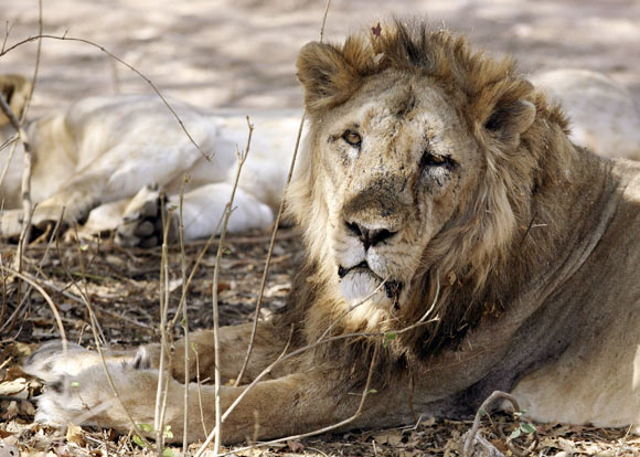 An Asiatic lion has a snooze in the Gir forest