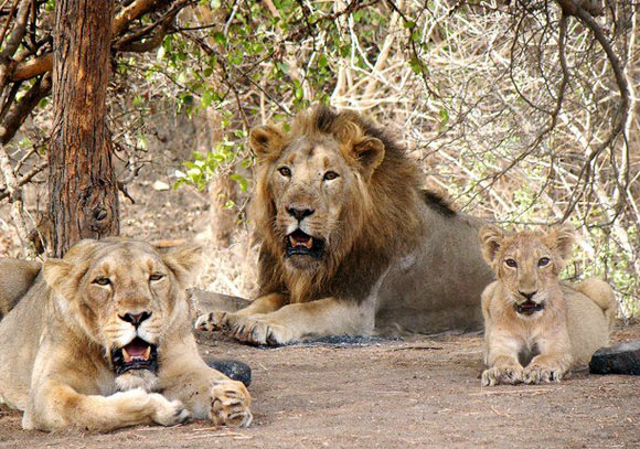 A family of Asiatic lions rest in the shade in the Gir forest