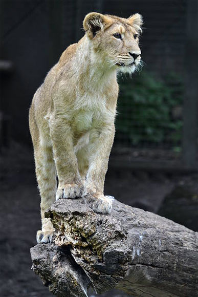 An Asiatic lioness