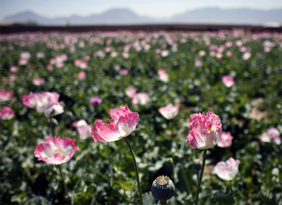 A large field of poppies grows on the outskirts of Jelawar village in Arghandab Valley, Afghanistan