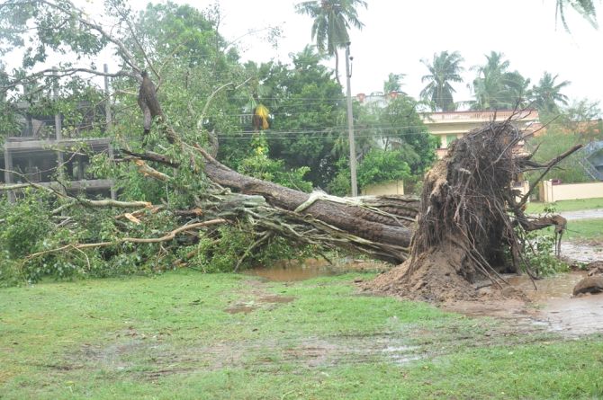 An uprooted tree in East Godavari district