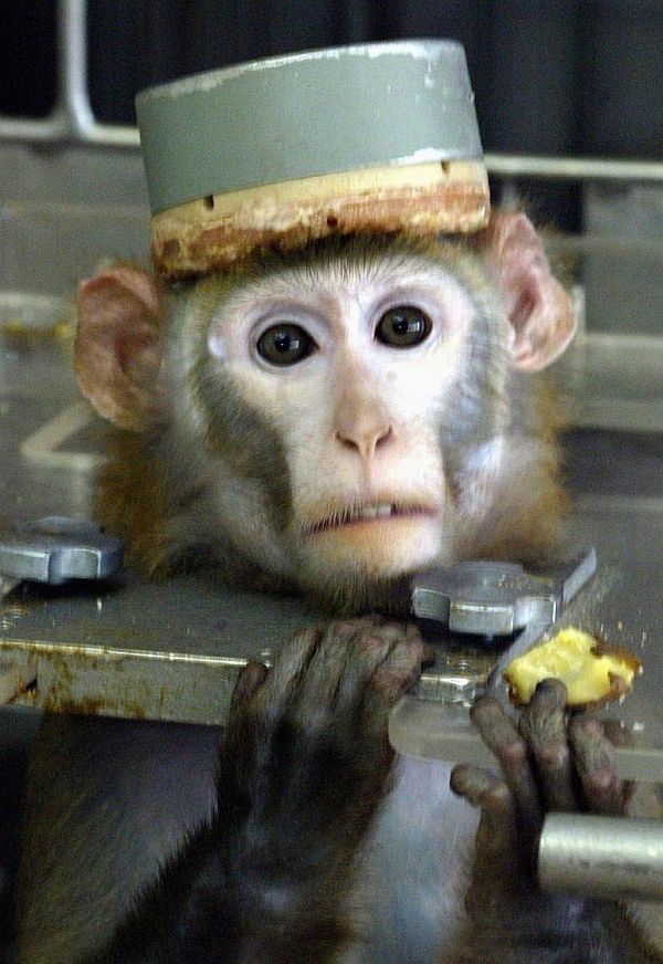 Iran's sending another monkey into space