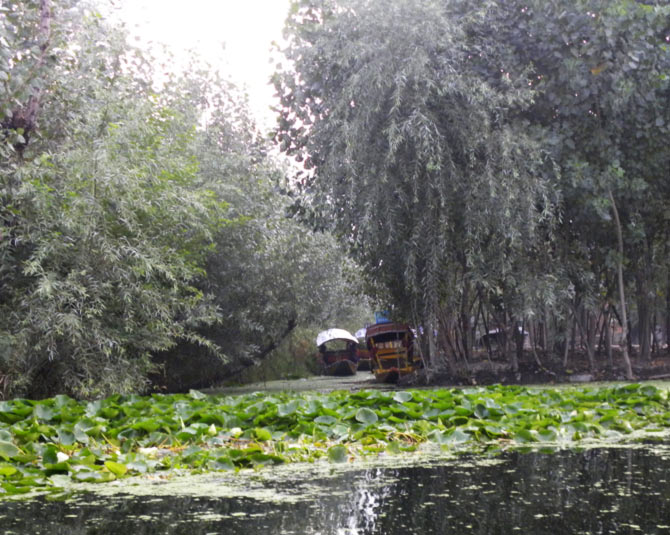 Riding a shikara through the network of canals that make up Dal Lake
