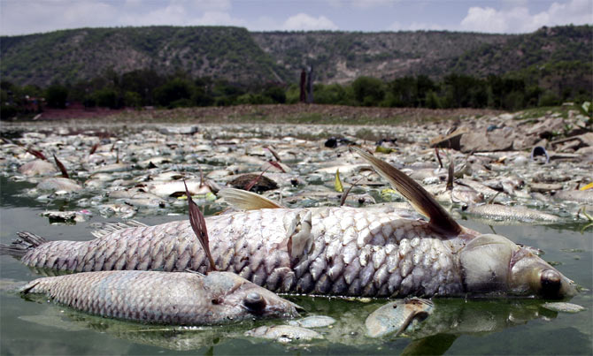 Dead fish washed up ashore Jaipur's Mansagar lake