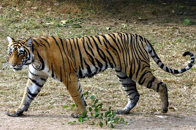 A female tigress at the Ranthambore National Park.