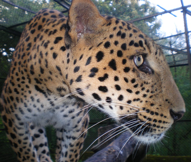 A wounded leopard at the centre